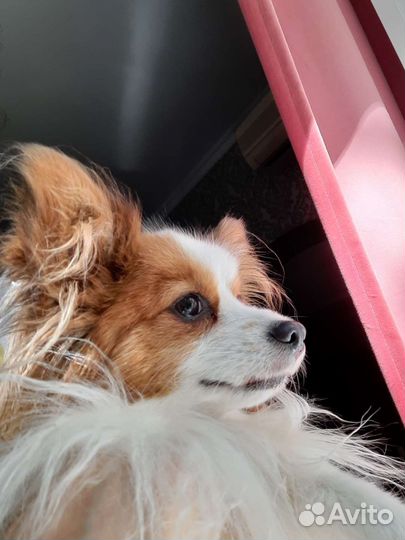 Вязка папийон