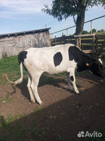 Дойные коровы