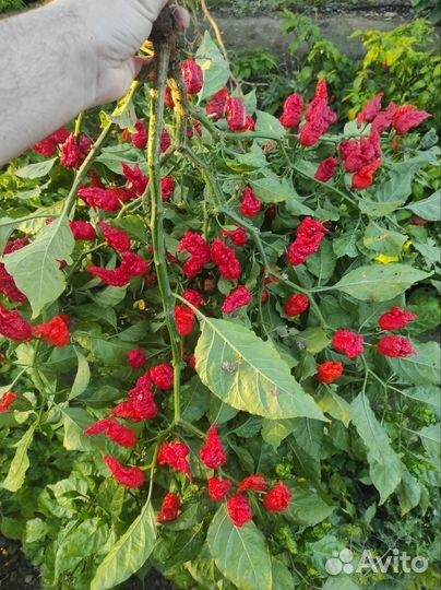 Перец каролина рипер (Caroline ripper)