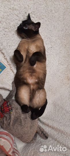 Красавчик Боцман