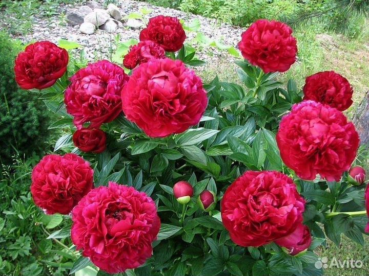 Пион Генри Бокстос