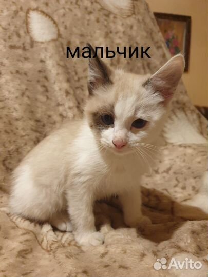 Сиамские котята
