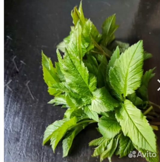 Сныть свежая 100гр