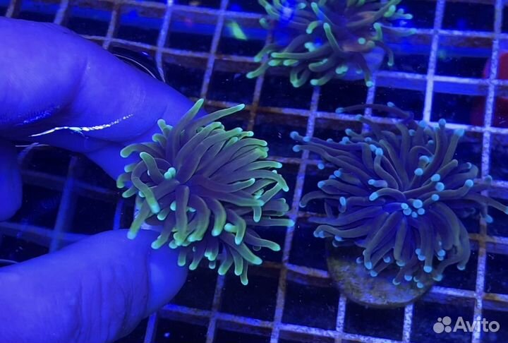 Коралл эуфилия (Euphyllia)