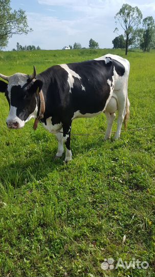 Корова дойная