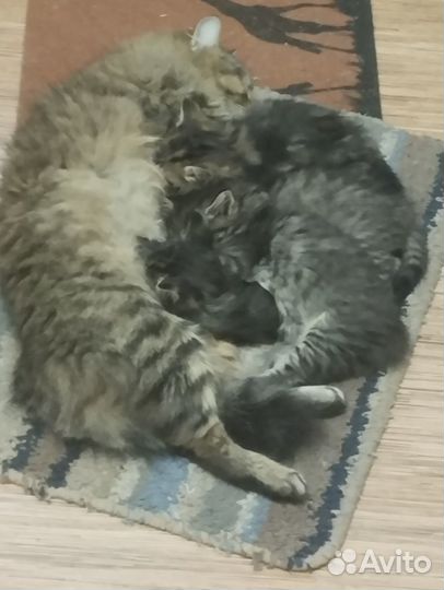 Пушистые котята русской сибирской кошки