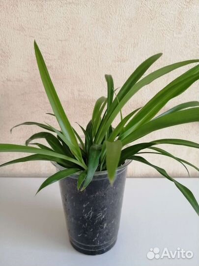 Хлорофитум, гастерия,толстянка, алое-вера