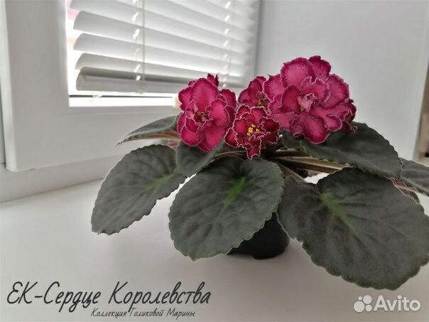 Детки сортовых фиалок