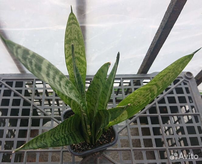 Сансевиерия