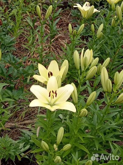 Лилии на срез