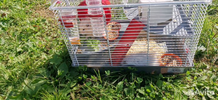 Ангорский хомяк мальчик