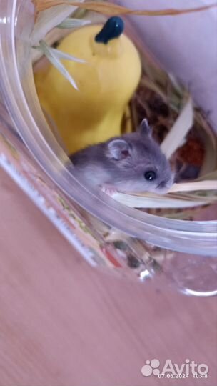 Джунгарский хомяк