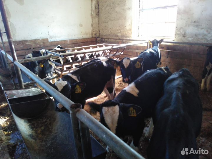 Телята мясной породы бычки