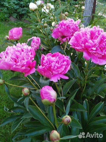 Пион уклоняющийся Марьин Корень пионы сортовые