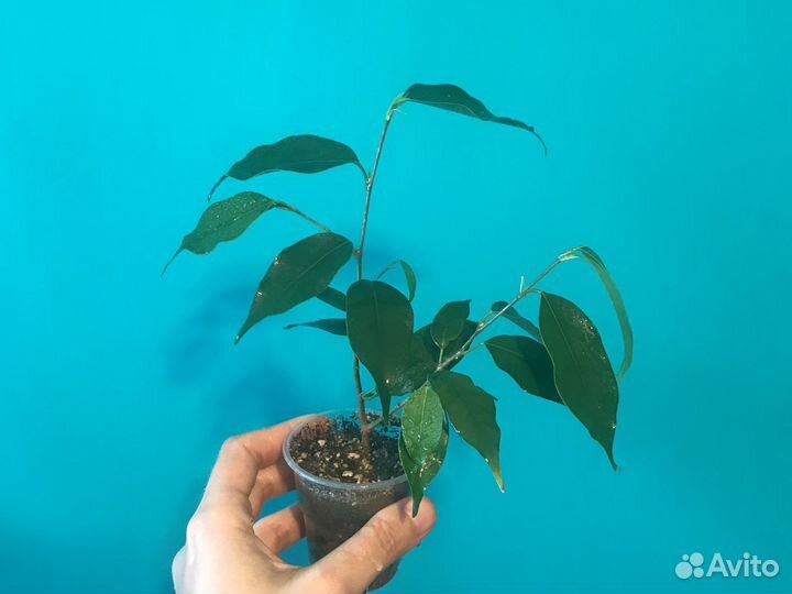 Сансевиерия Лауренти компакта и др. (изм от 26.07)