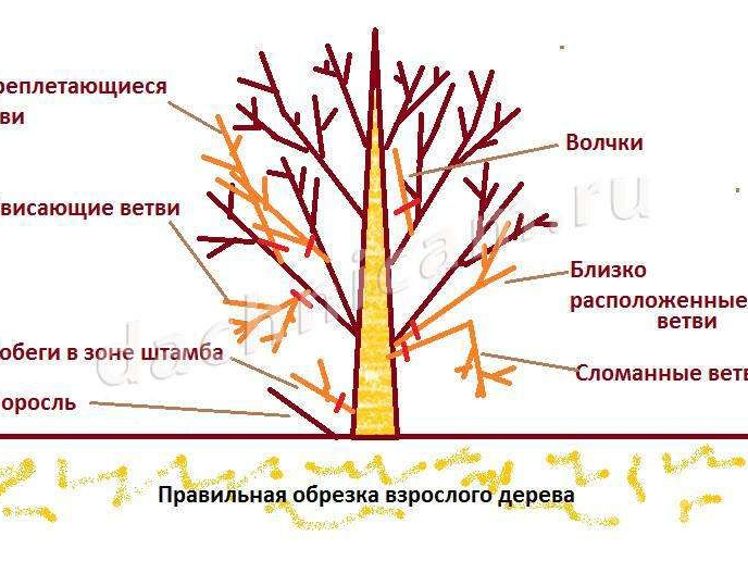 Можно ли делать обрезку деревьев в октябре. Схема обрезки яблони весной. правильно обрезать яблоню весной. схема подрезки плодовых деревьев. обрезка плодовых деревьев яблонь.