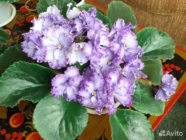 Фиалки цветущие в горшке