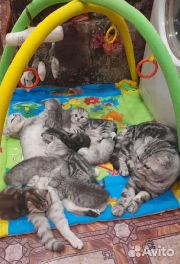 Котята Вислоухие и Прямоухие