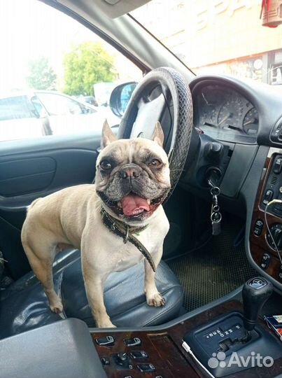 Французский бульдог девочка