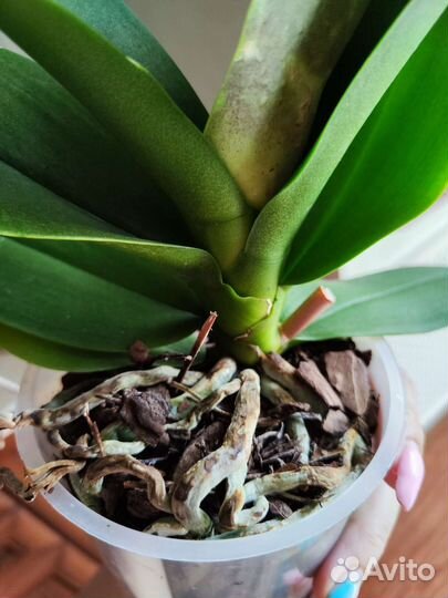 Орхидея фаленопсис Карибская мечта