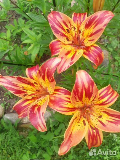 Луковицы лилии