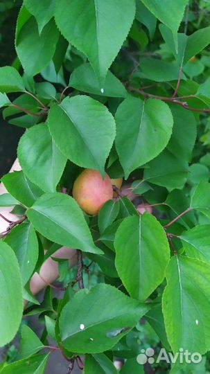 Саженцы абрикоса