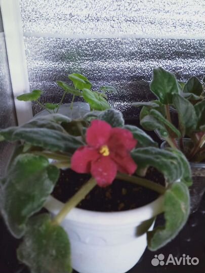 Детки сортовых фиалок