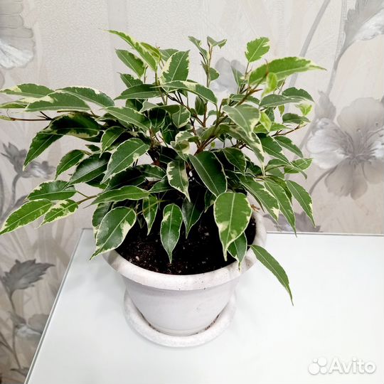 Фикус бенджамина кинки