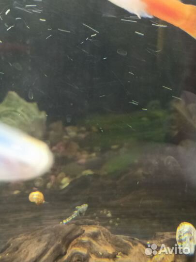 Сомики анциструсы