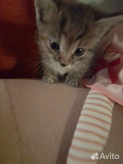 Котенок в дар