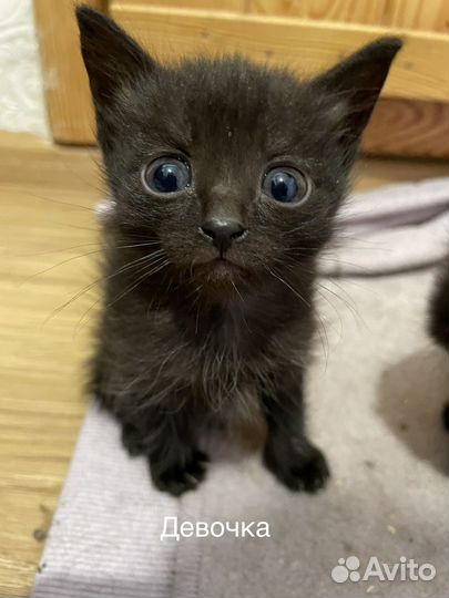 Котята в добрые руки бесплатно