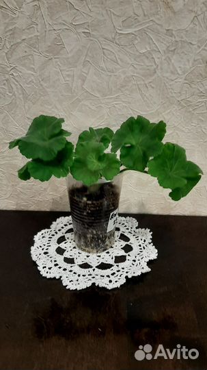 Герань пеларгония сортовая ук. черенок Дж. Фалей