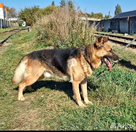 Собака для охраны в добрые руки