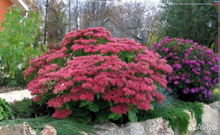 Очиток видный рассада