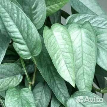 Монстера Сильвер Лиф