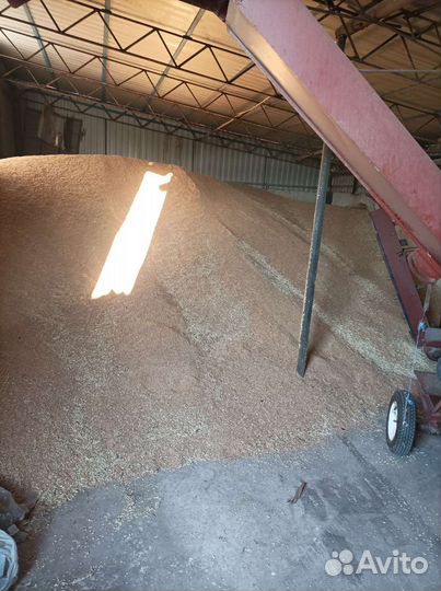 Зерно пшеница