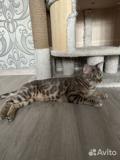 Бенгальская кошка готовый производитель