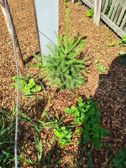 Дача 20 м² на участке 6 сот.