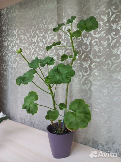 Герань, хлорофитум бонни, гиппеаструм