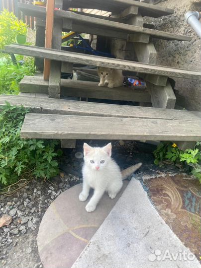 Отдам в добрые руки