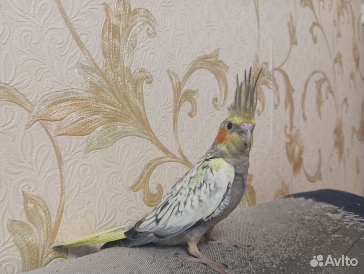 Попугай корелла птенец