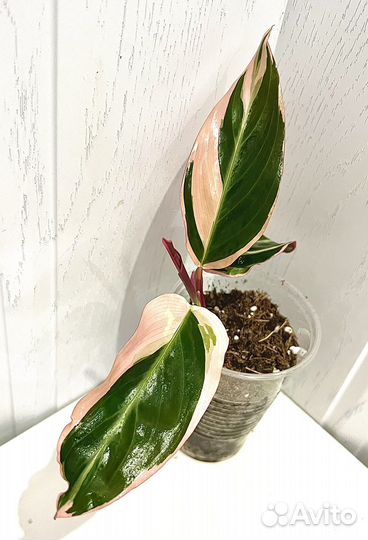 Строманта триколор