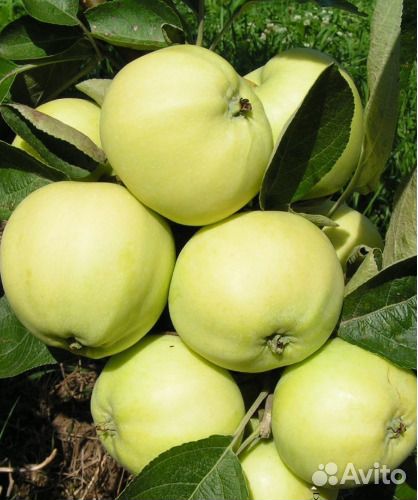 Саженцы яблони