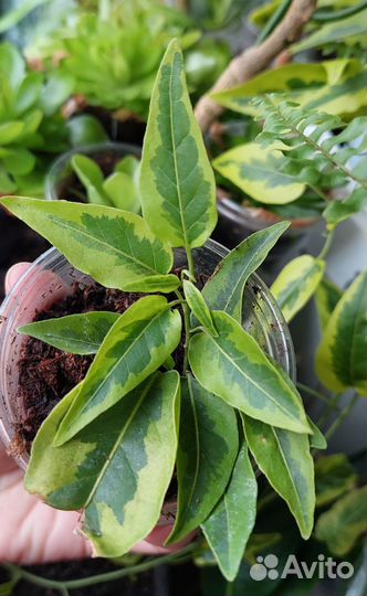 Комнатное растение