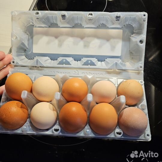 Домашние куриные яйца