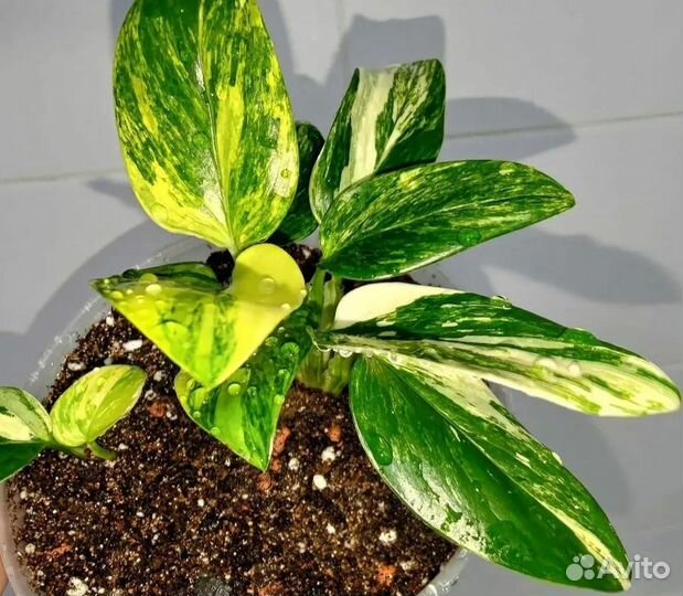 Комнатные растения цветы