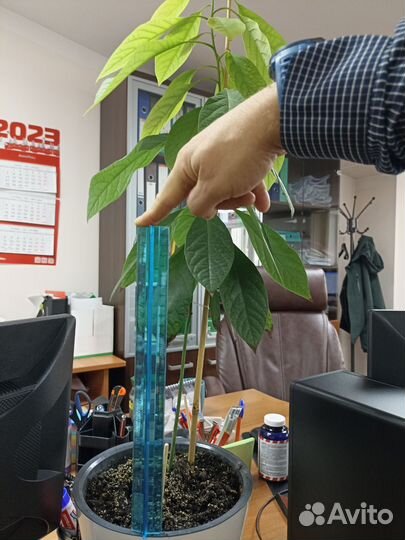 Авокадо растение