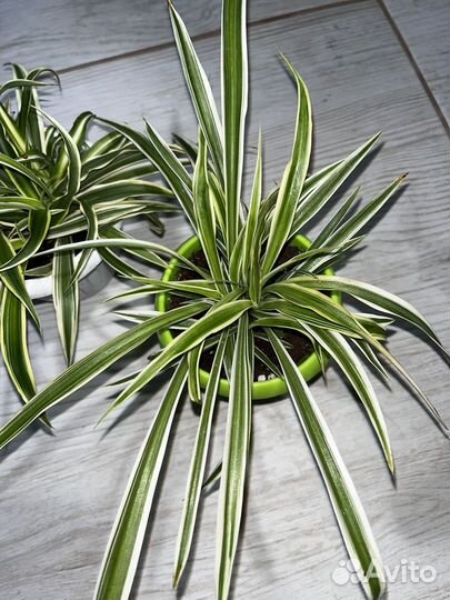 Хлорофитум 2