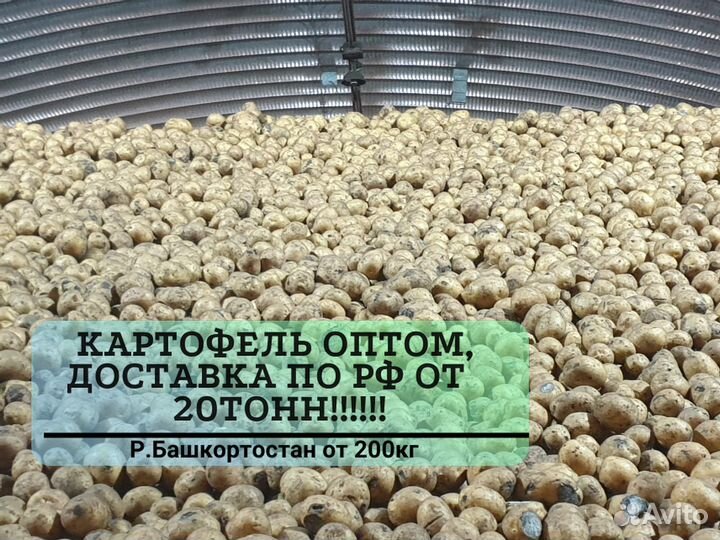 Картофель оптом от 20 тонн
