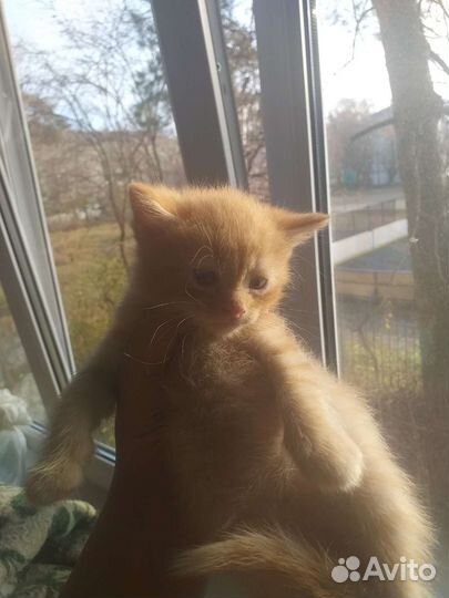 Котенок 1 месяц